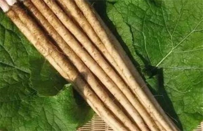 牛蒡茶有什么副作用,有驻颜抗衰老功能