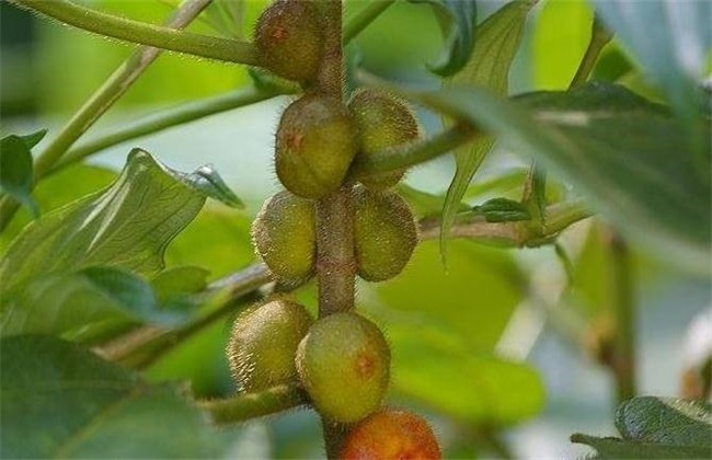 五指毛桃的功效与作用,有健脾补肺功效-沧州明洁药用