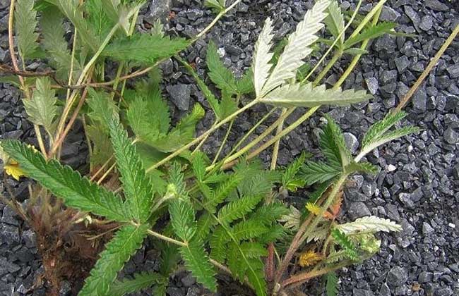翻白草具有清热解毒凉血止血的功效-沧州明洁药用包装