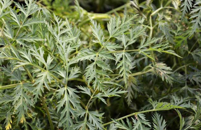 川芎有行气开郁法风燥湿活血止痛的功效-沧州明洁药用