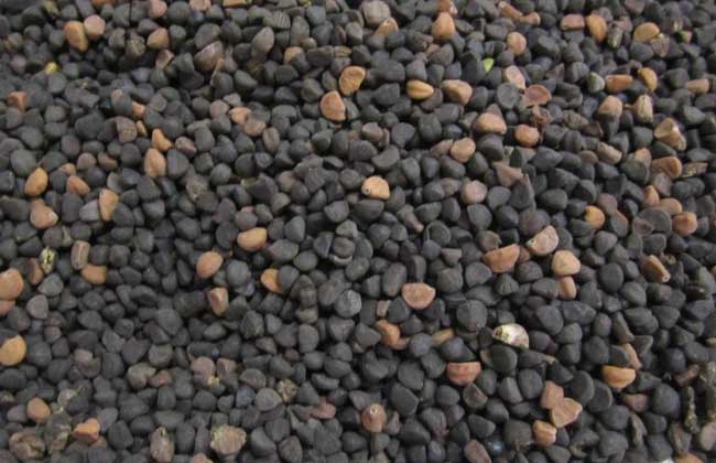 牵牛子具有泻下利尿消肿驱虫等功效沧州明洁药用包装有限公司